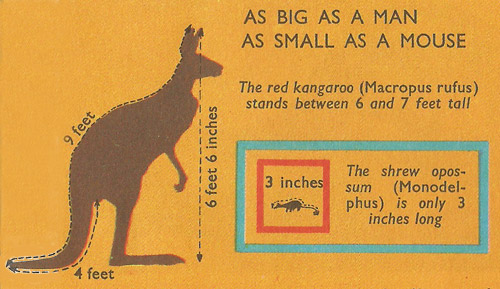 Comparison of size between red kangaroo and a shrew opossum