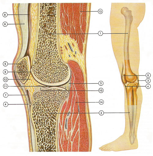 structure of the knee