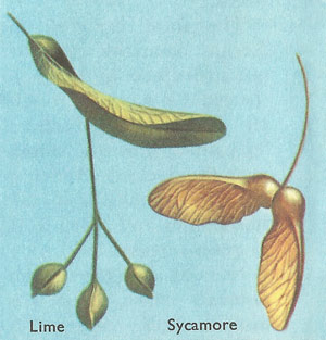 lime and sycamore seeds, dispersed by the wind
