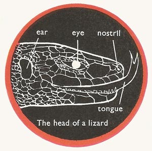 head of a lizard