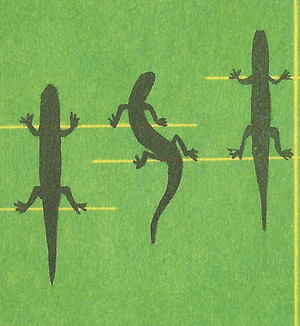 How lizards move