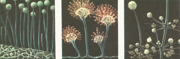 Three species of mold seen greatly enlarged.  On the left is Mucor mucedo, in the center, Eurotium herbariorum, and on the right, Tamnidium elegans