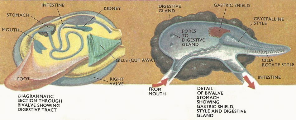 Mollusk digestive tract.
