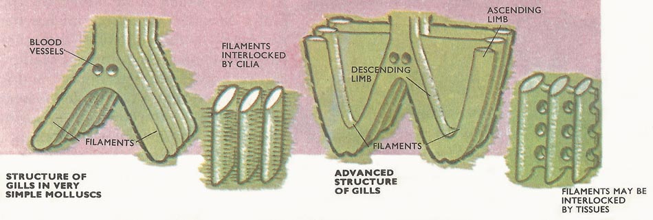 Mollusk gill structure.