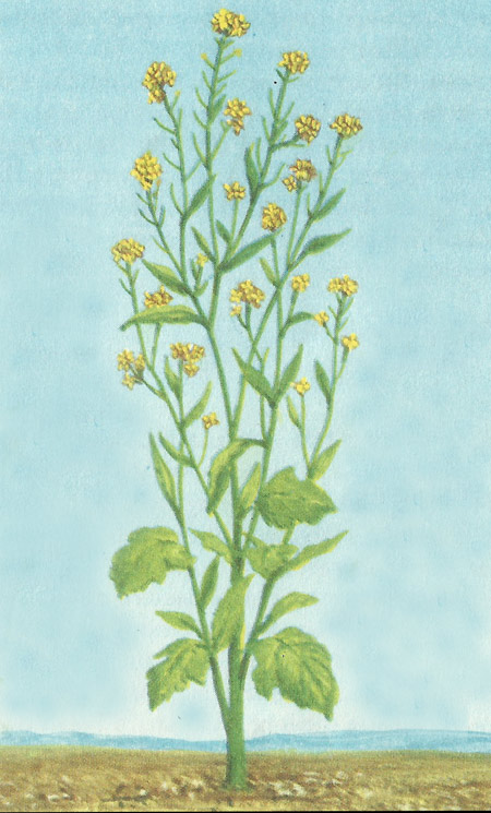 Mustard plant