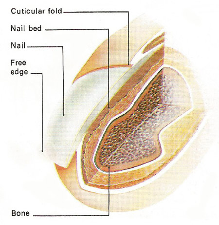 nail cross-section