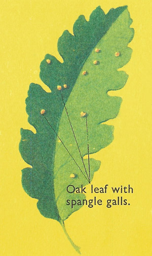 oak spangle galls