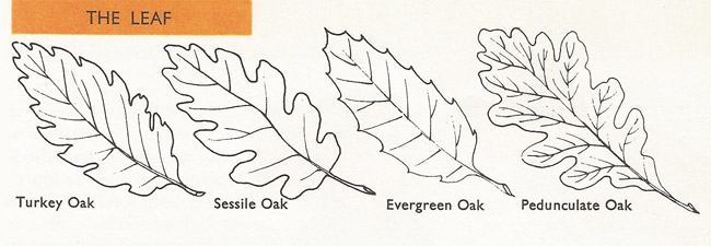 types of oak leaf