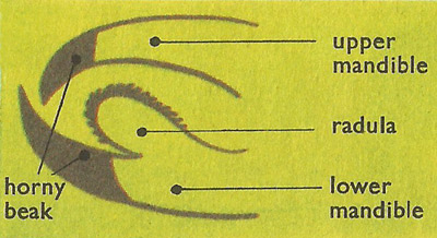 diagram of the mouth of an octopus