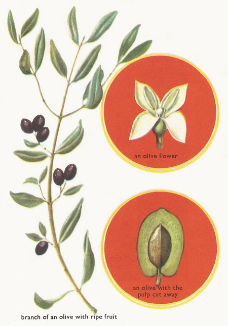 olive branch, flower, and fruit