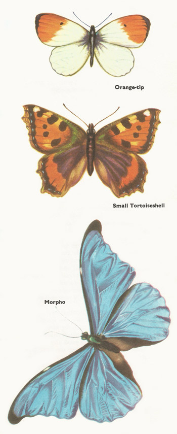 orange-tip, small tortoiseshell, and morpho butterflies