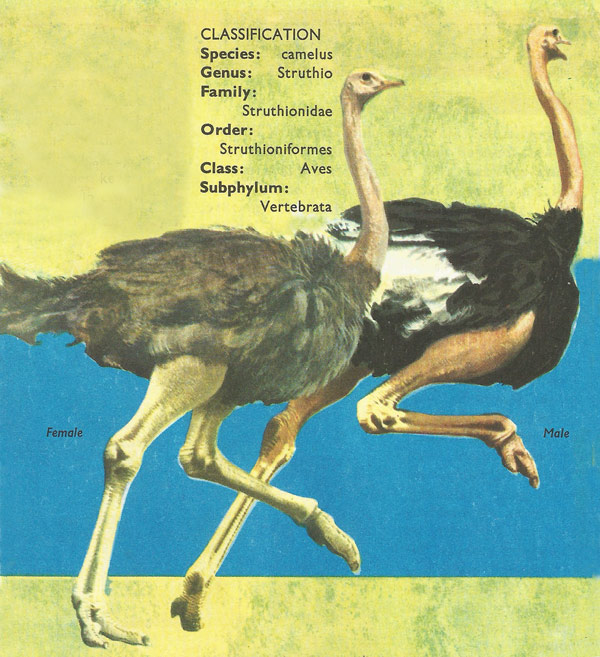ostrich classification