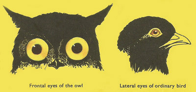 owl binocular vision
