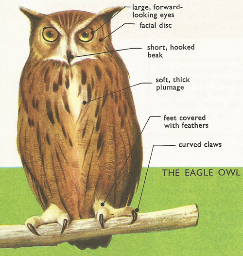 characteristics of the Eagle Owl