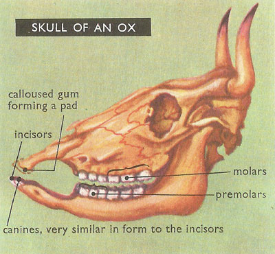 ox skull