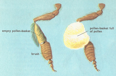 pollen-basket and brush
