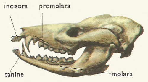Skull of a primitive mammal