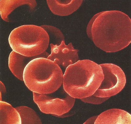 red  blood cells