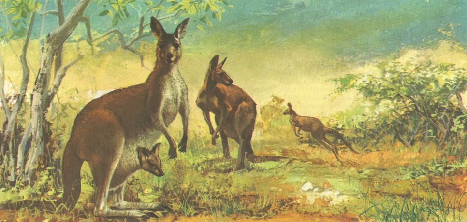 A group of red kangaroos