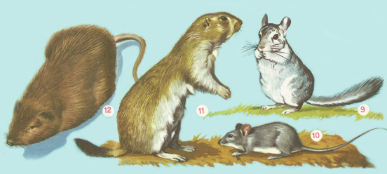 chinchilla, rats and mice, prairie dog, coypu