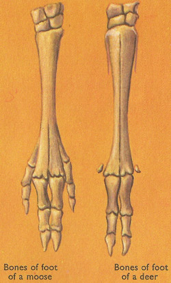 Bones of the foot of a moose and a deer
