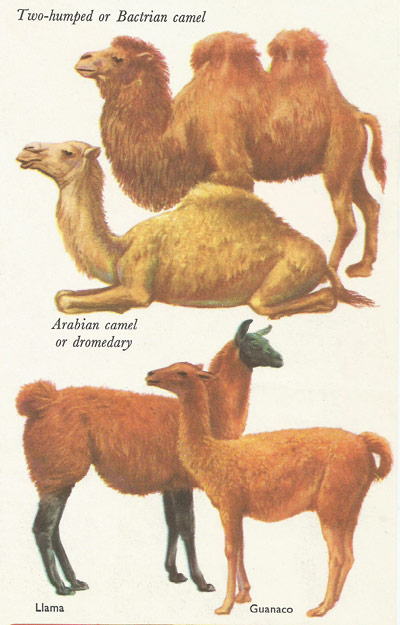 examples of ruminants