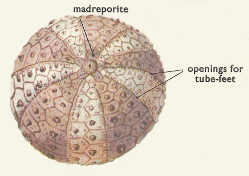 shell of a sea urchin