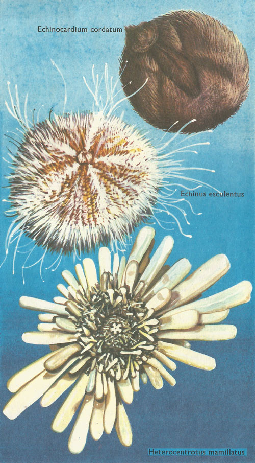 types of sea urchin