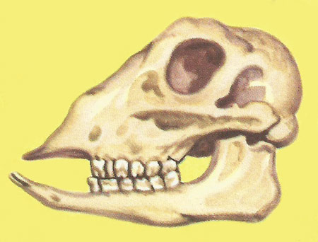 sheep's skull