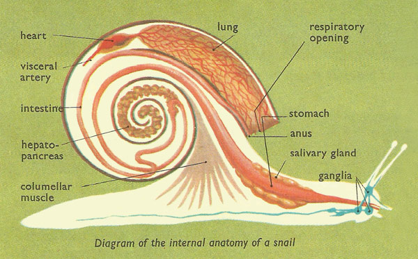 snail internal anatomy