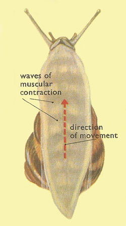Muscular contraction in a snail