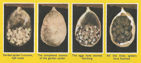 Garden spider's cocoon and eggs