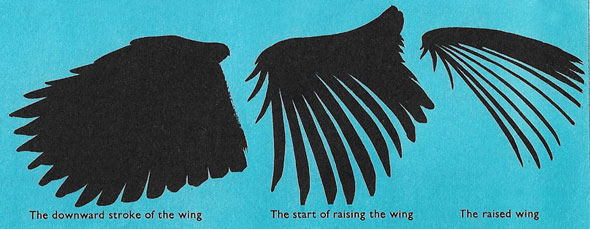 Stages in the wing-beat of a bird