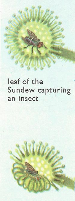 Sundew leaf capturing an insect