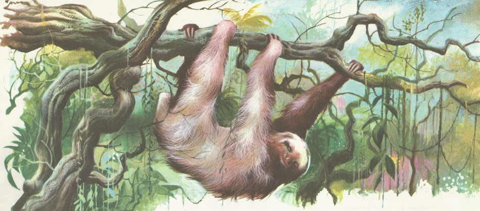 A three-toed sloth in its natural habitat in the South American forest