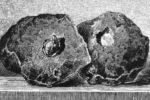 lithograph of a toad found in a hollow inside a stone
