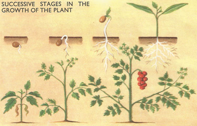 successive stages in the growth of the tomato plant