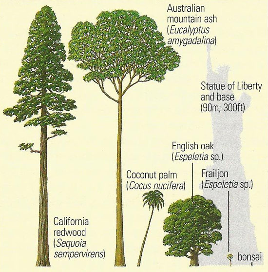 comparative sizes of some trees