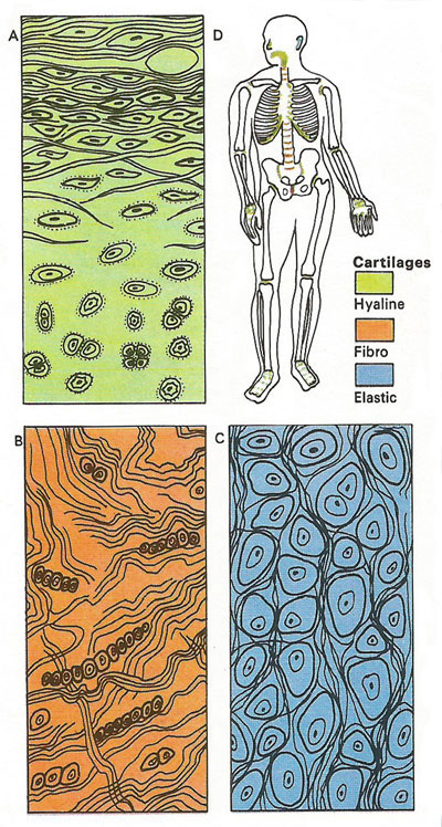 types of cartilage