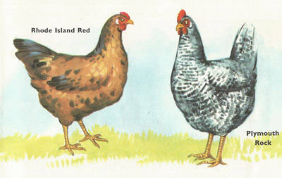 Rohde Island Red and Plymouth Rock