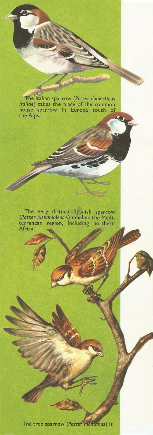 types of sparrow