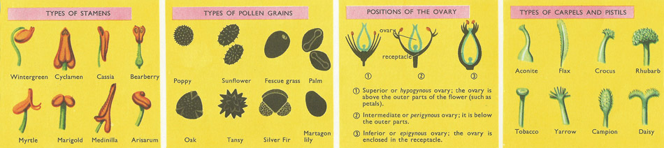 types of stamens, carpels, and pollen grains