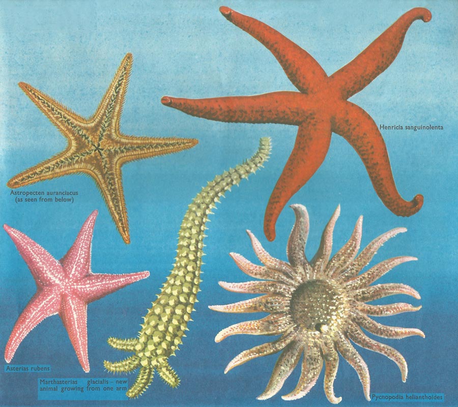 Several types of starfish. Note: illustration is not to scale.