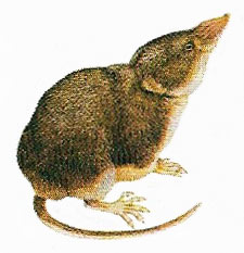 North American pygmy shrew