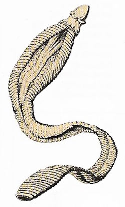 acorn worm