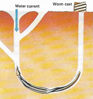 acorn worm burrow and cast