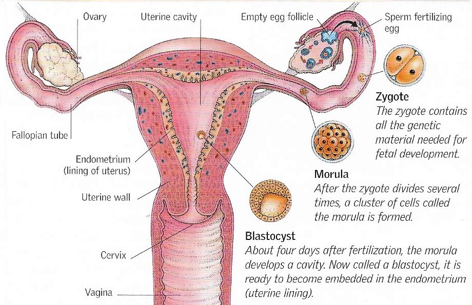 Development of blastocyst