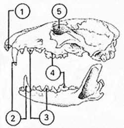 carnivore skull