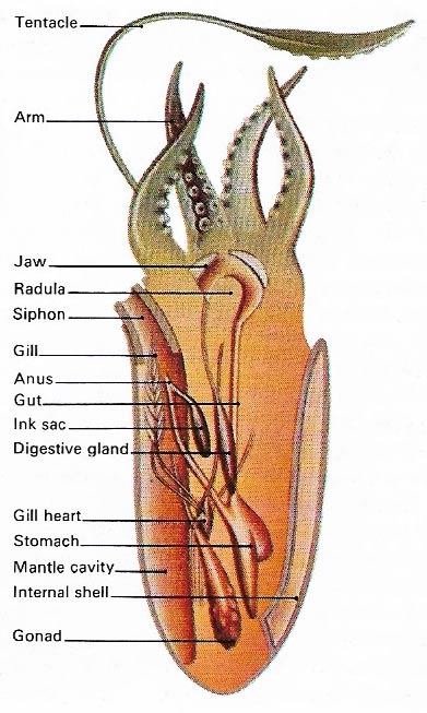 cuttlefish anatomy