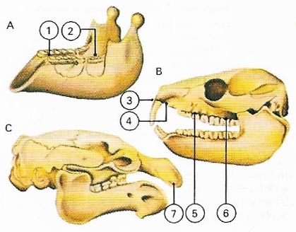 dentition of subungulates